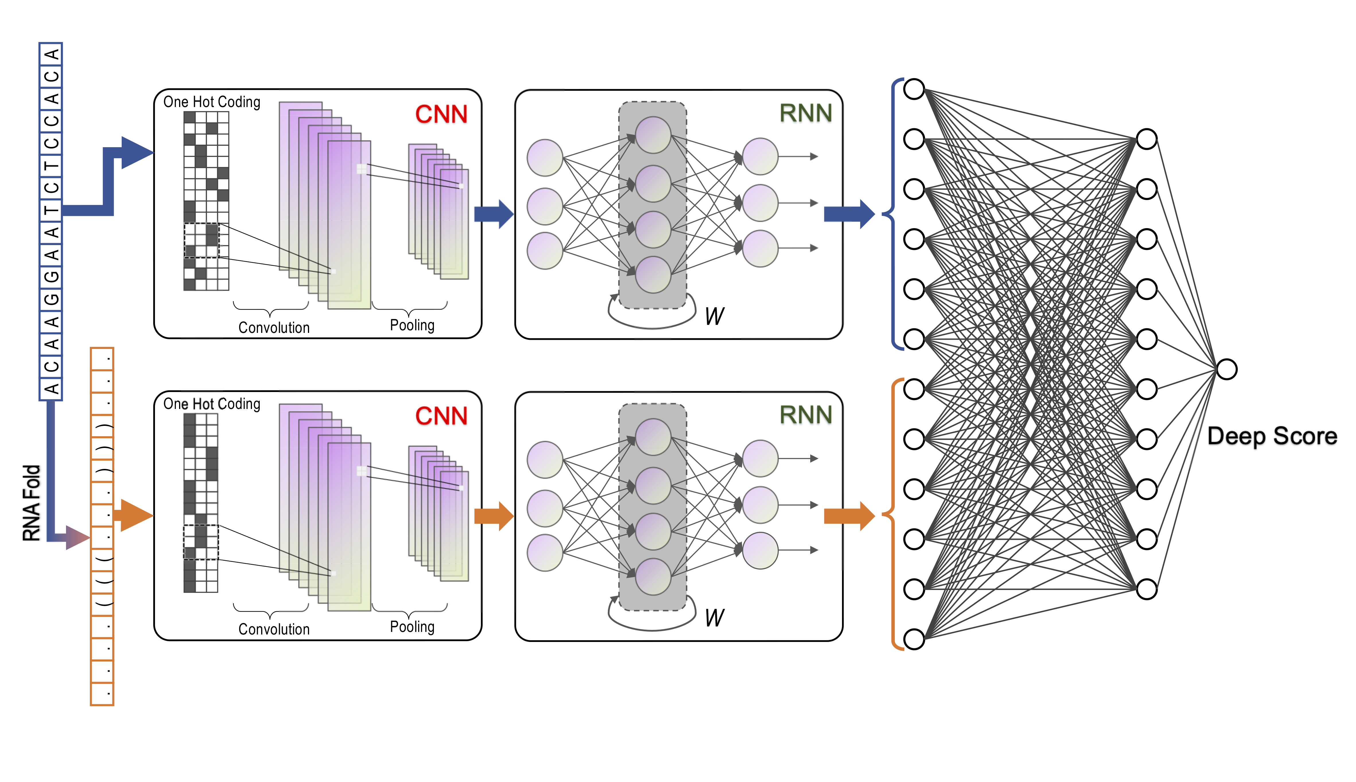 DeepCas13 structure